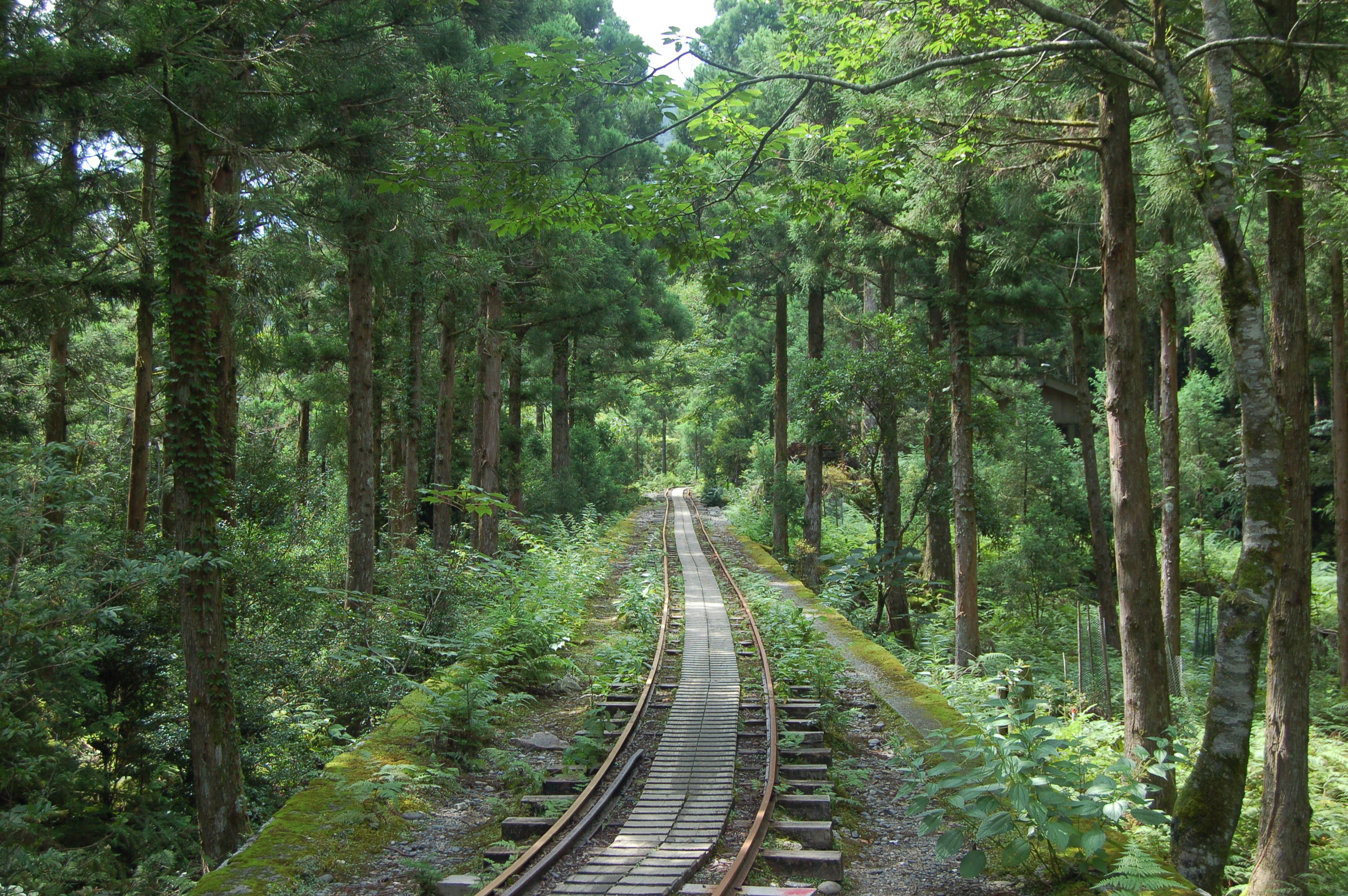 09 yakushima