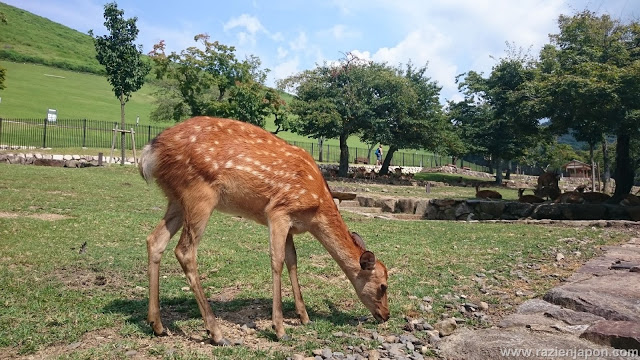 Nara, Arashiyama, Monos, ciervos y frikismo desmesurado